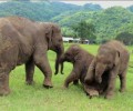 Happy Weekend: Elephants Playing Around