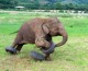 Happy Weekend: Elephants Messing Around