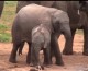 Happy Weekend: Baby Elephant in the Water Hole