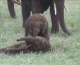 Happy Weekend: Baby Elephants Playing